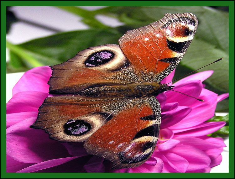 photo "The butterfly" tags: nature, insect