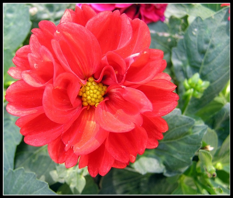 photo "***" tags: macro and close-up, nature, flowers