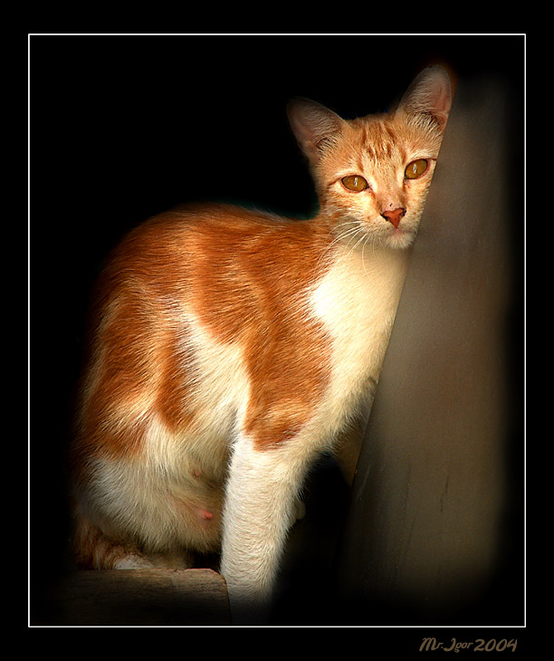 photo "Redhead" tags: nature, portrait, pets/farm animals