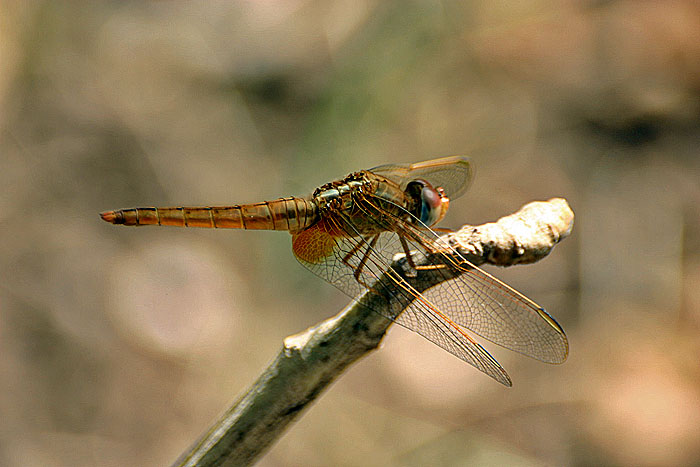 photo "Dragon Fly 3" tags: travel, nature, Africa, insect