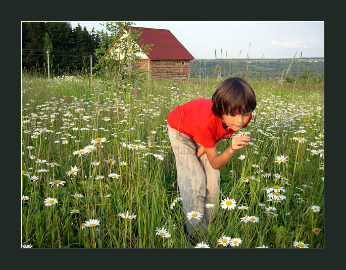 фото "Радость жизни" метки: природа, цветы