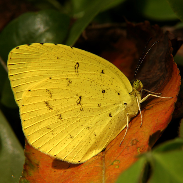фото "Fall Colors" метки: природа, макро и крупный план, насекомое