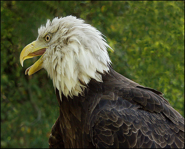 photo "Blue Skies Beckon" tags: nature, portrait, wild animals