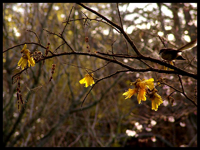 photo "Tui" tags: nature, flowers, wild animals