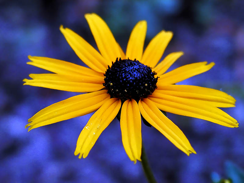 photo "***" tags: nature, macro and close-up, flowers