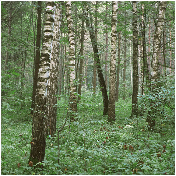 photo "Russian forest" tags: landscape, forest, summer