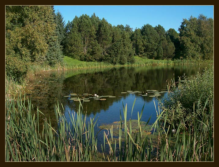 фото "Отражение" метки: пейзаж, вода, лес