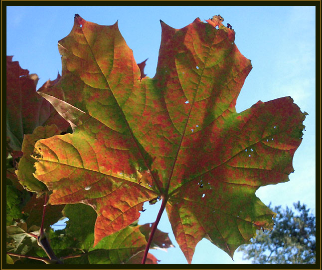 photo "leaf" tags: landscape, nature, autumn, flowers