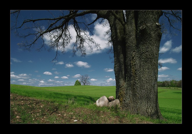 photo "under the old tree" tags: landscape, spring