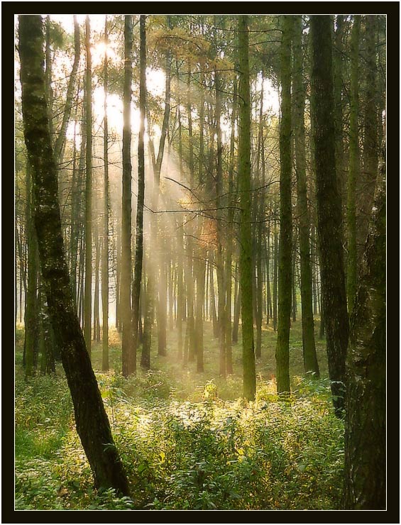 photo "Falls of light" tags: landscape, forest, sunset