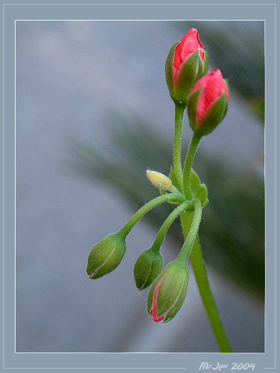 photo "Simply flower" tags: macro and close-up, still life, 