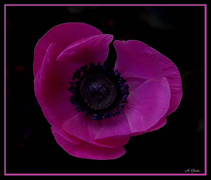 photo "Pink" tags: nature, macro and close-up, flowers