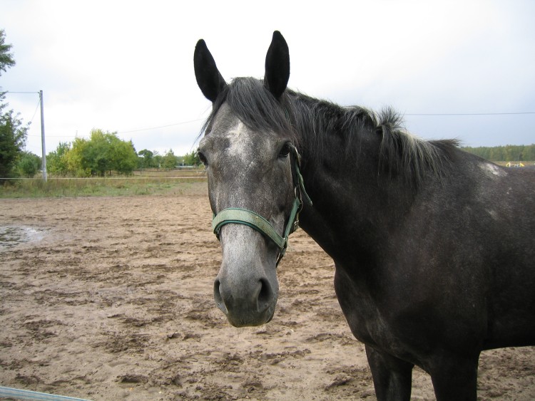 photo "horse" tags: nature, pets/farm animals