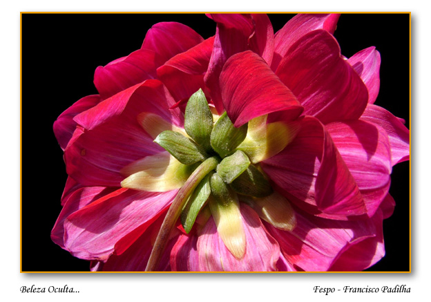 photo "Beleza Oculta..." tags: macro and close-up, 