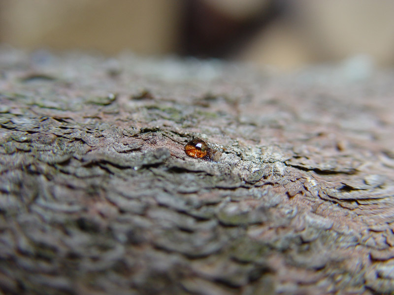 photo "Teardrop" tags: macro and close-up, nature, 