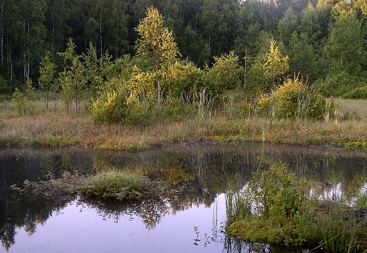 photo "Morning" tags: landscape, summer