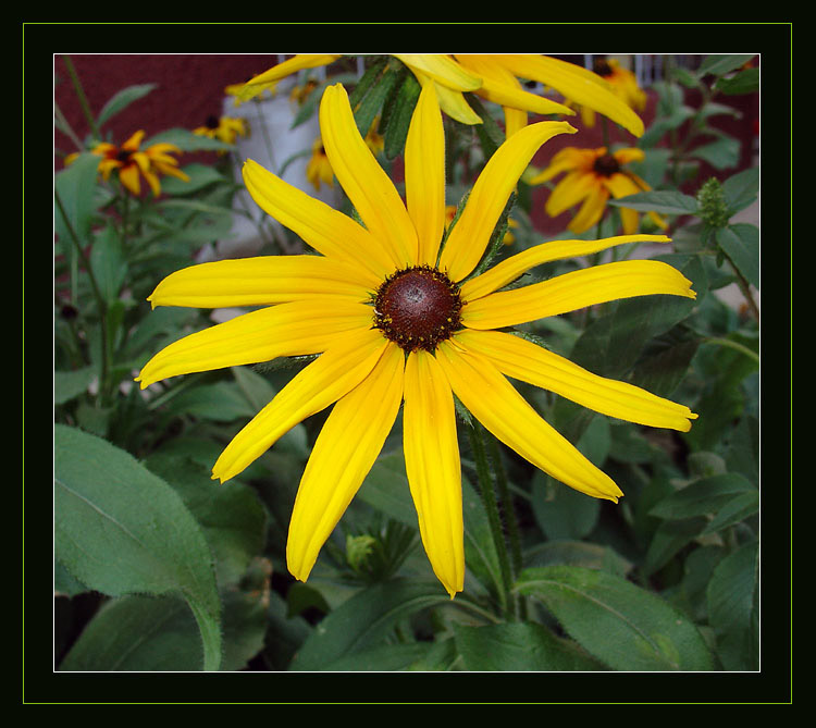 photo "Yellow star" tags: nature, flowers