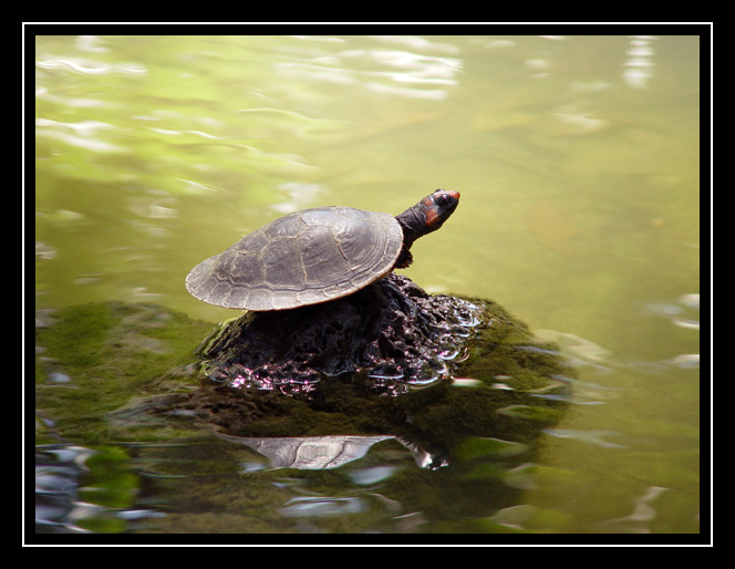 photo "Turtle" tags: travel, nature, South America, wild animals