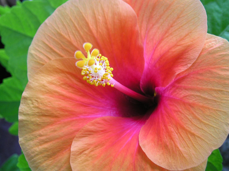 photo "Hibiscus" tags: nature, macro and close-up, flowers