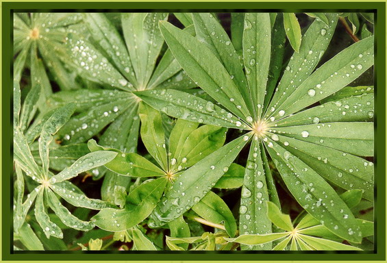 photo "Once again about drops on leaves" tags: nature, flowers