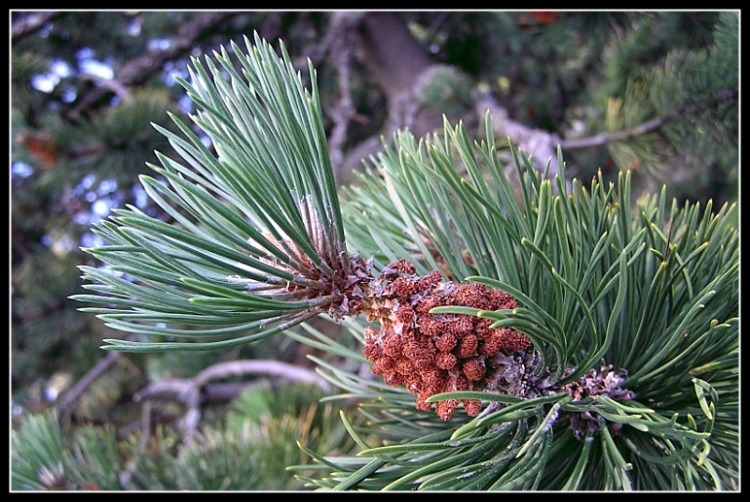 photo "Needles" tags: macro and close-up, nature, flowers