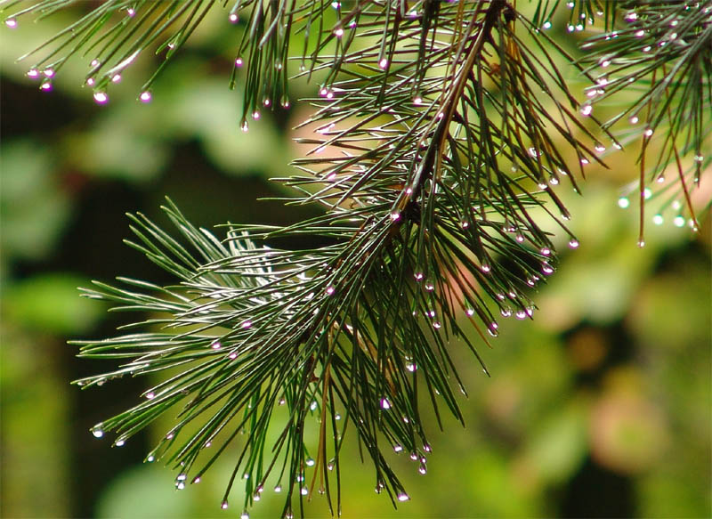 photo "Drops" tags: nature, flowers