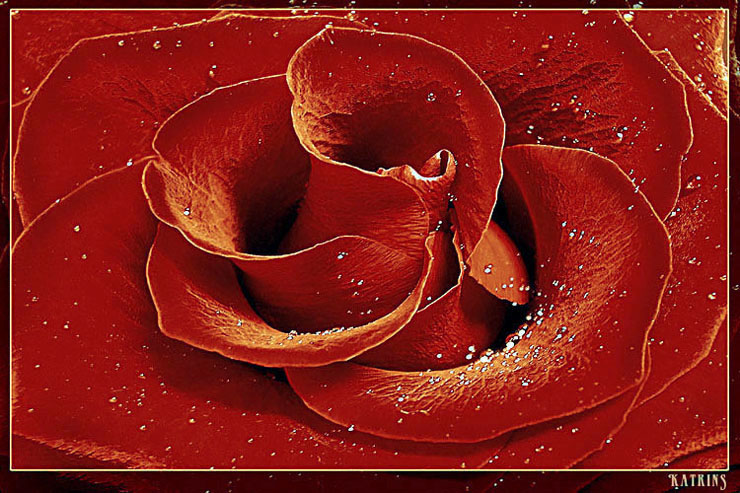 фото "Оттенки красного" метки: макро и крупный план, природа, цветы