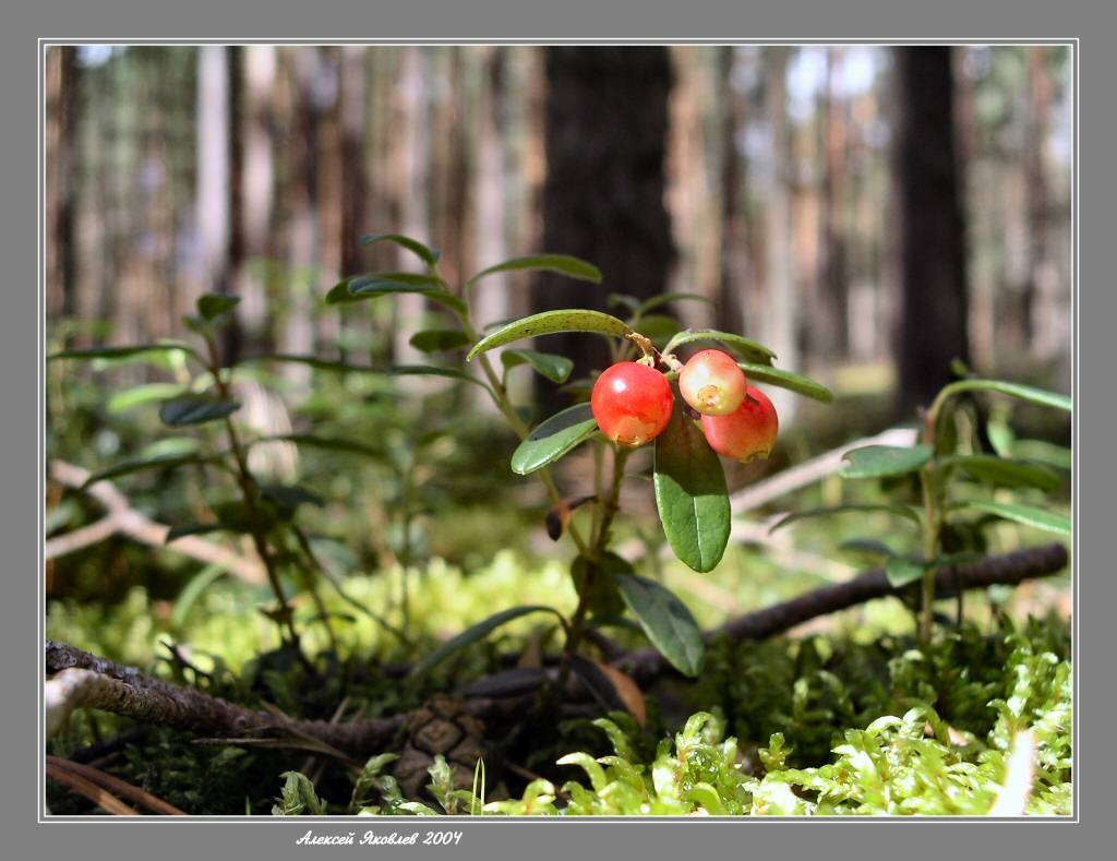 photo "Brusnichka" tags: nature, macro and close-up, flowers