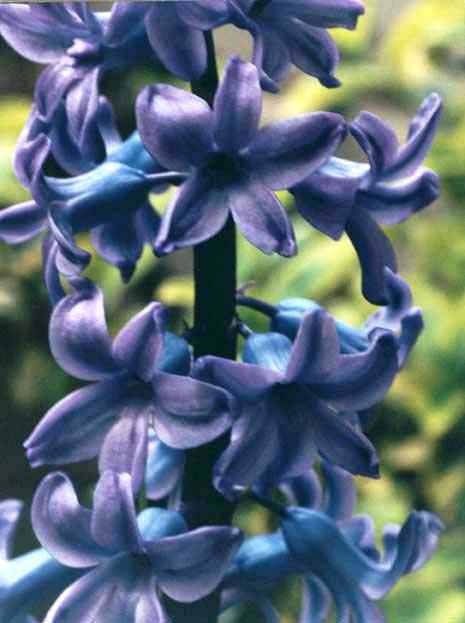 photo "Hyacinth" tags: misc., 