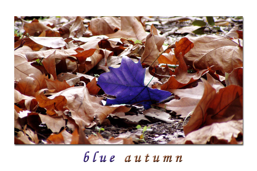 photo "blue autumn" tags: nature, landscape, autumn, flowers