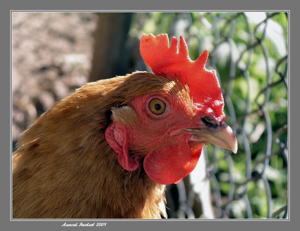 photo "Portrait of the hen" tags: nature, portrait, pets/farm animals