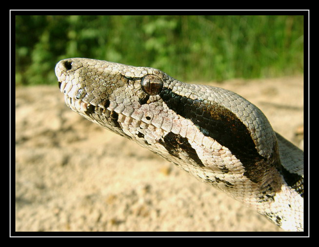 фото "Boa constrictor" метки: природа, дикие животные