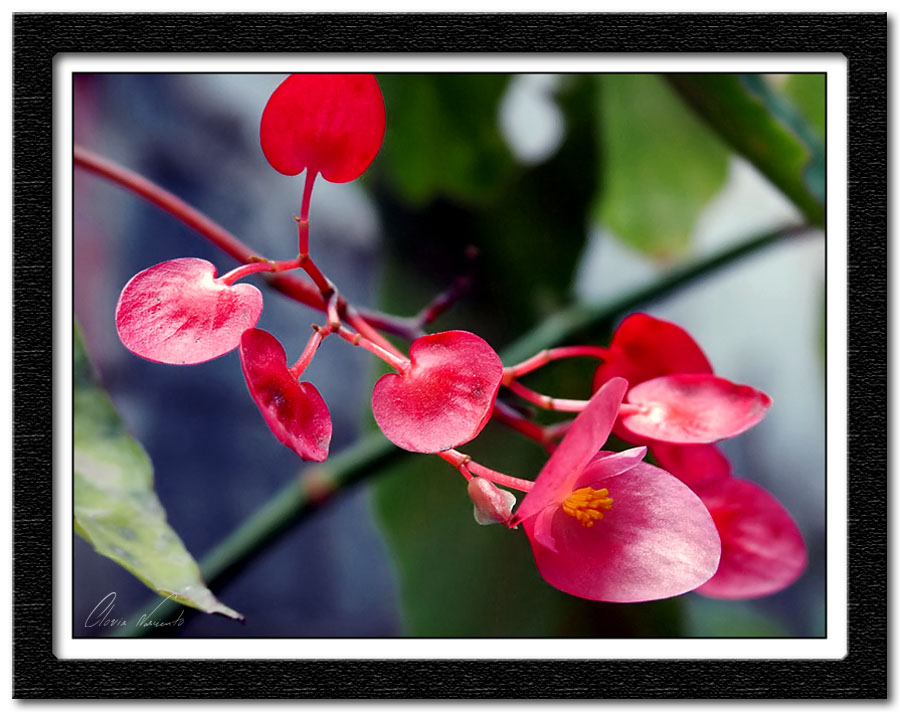 фото "cor de rosa" метки: макро и крупный план, природа, цветы