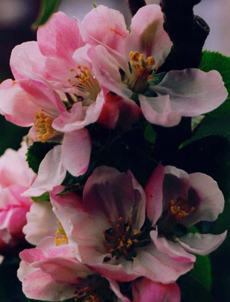photo "Apple Blossom Time." tags: misc., 