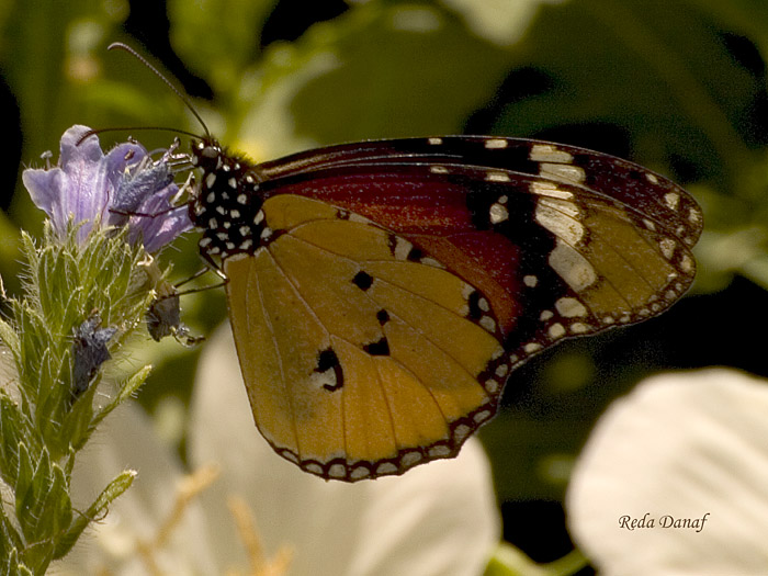 фото "Butterfly 2" метки: природа, насекомое