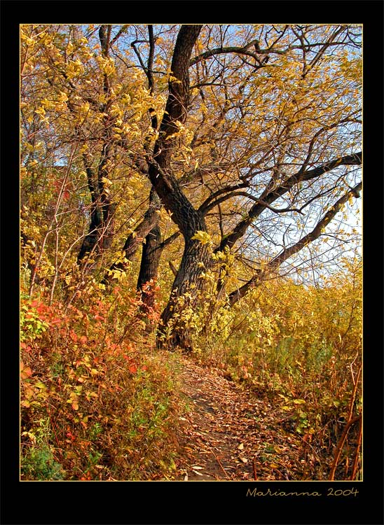 photo "Golden" tags: landscape, autumn, forest