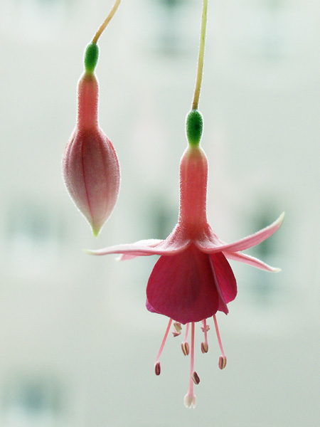 фото "Цветочек" метки: макро и крупный план, природа, цветы