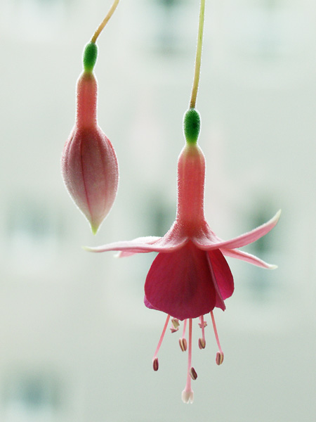 photo "Flower" tags: macro and close-up, nature, flowers