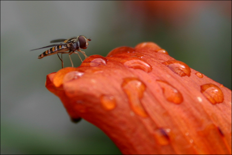 photo "Posing" tags: nature, macro and close-up, insect
