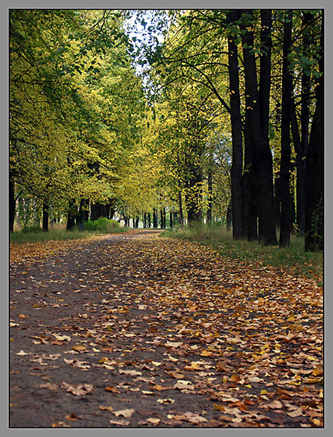 photo "Autumn park - 2" tags: landscape, nature, autumn, flowers