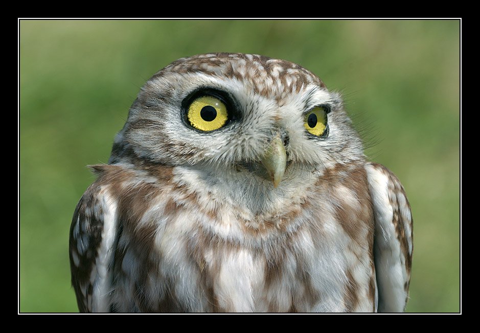 photo "Serial Killer - Little Owl - Athene noctua lilith" tags: nature, portrait, wild animals