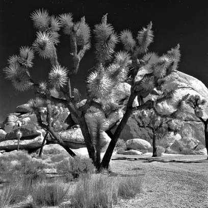 фото "Joshua Tree Nat, Park" метки: пейзаж, путешествия, Северная Америка