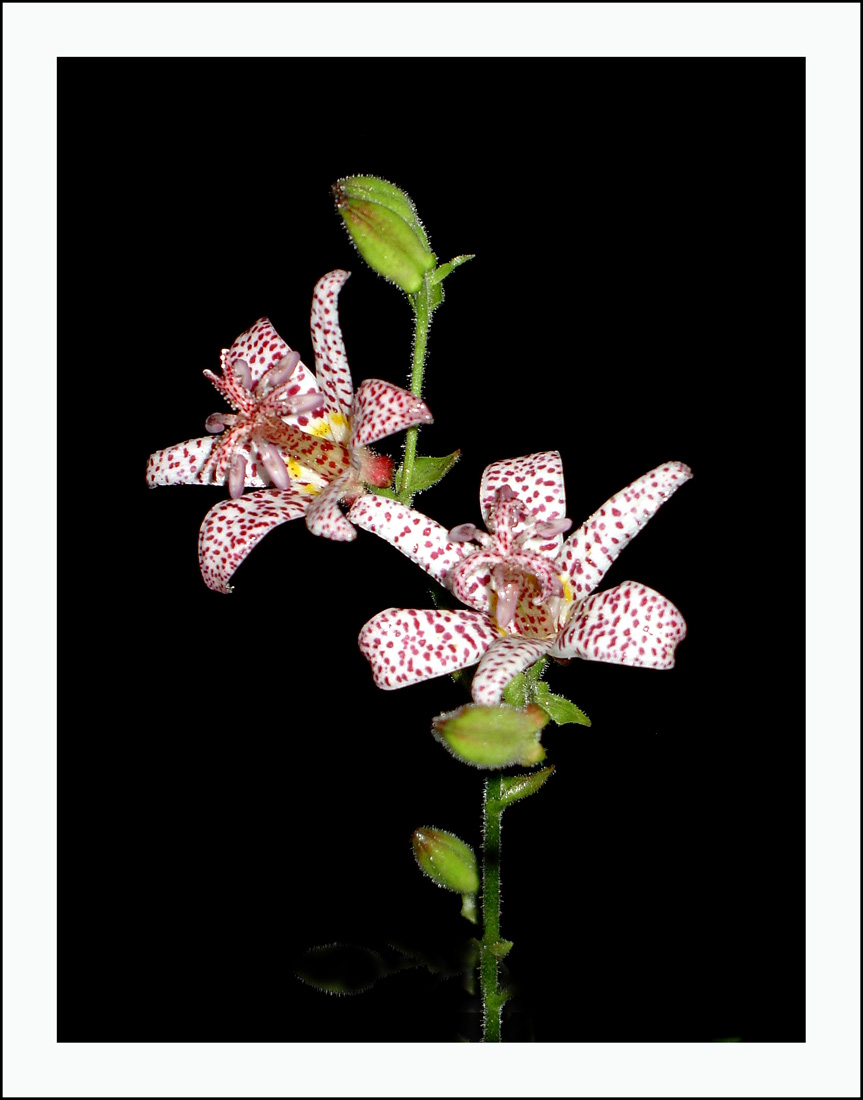 photo "Tricyrtus Hirta (Toad-lily)" tags: nature, flowers