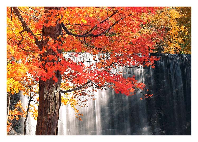 фото "red tree" метки: пейзаж, лес, осень