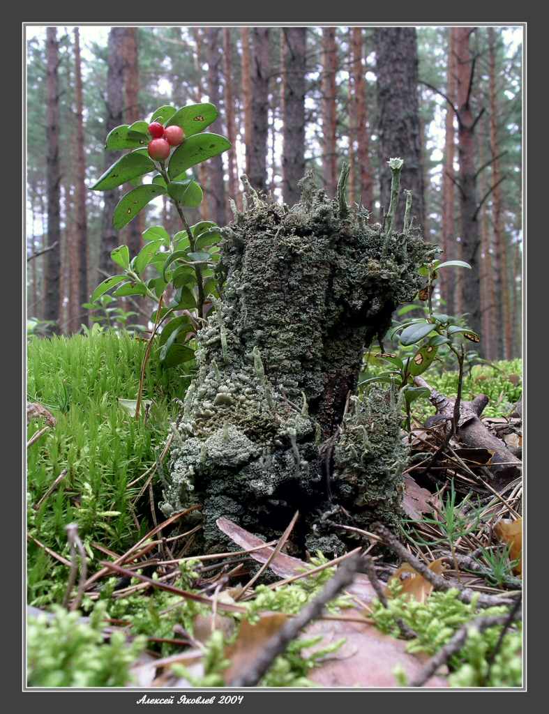 photo "Stub" tags: nature, macro and close-up, flowers