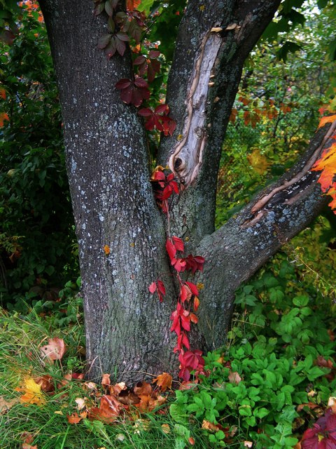 photo "Autumn still life" tags: misc., 