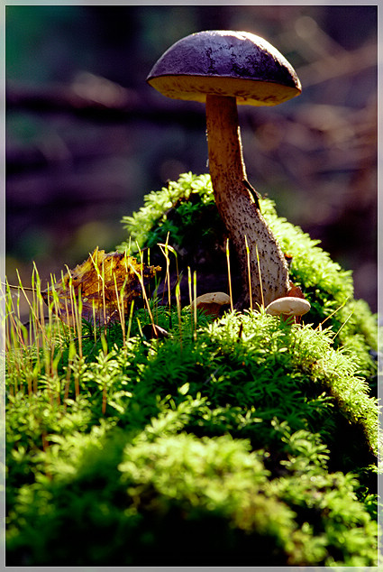 photo "Mushrooms" tags: macro and close-up, nature, 