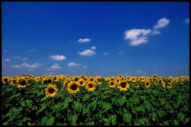 фото "Here I was...Vincent..." метки: пейзаж, лето