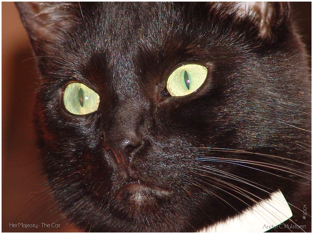 фото "Her Majesty - the Cat" метки: природа, домашние животные