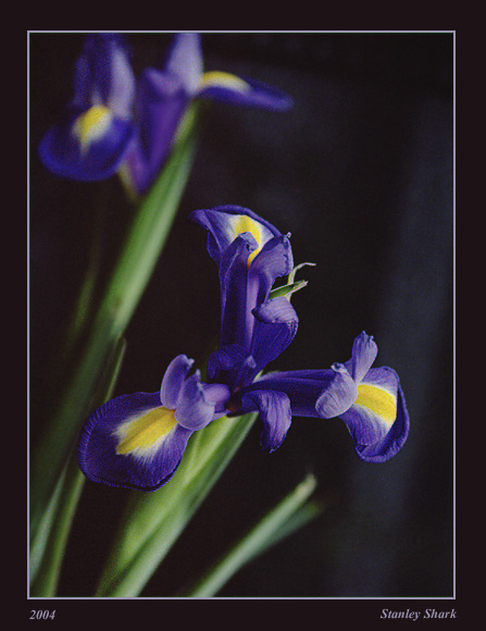 photo "The iris" tags: nature, flowers